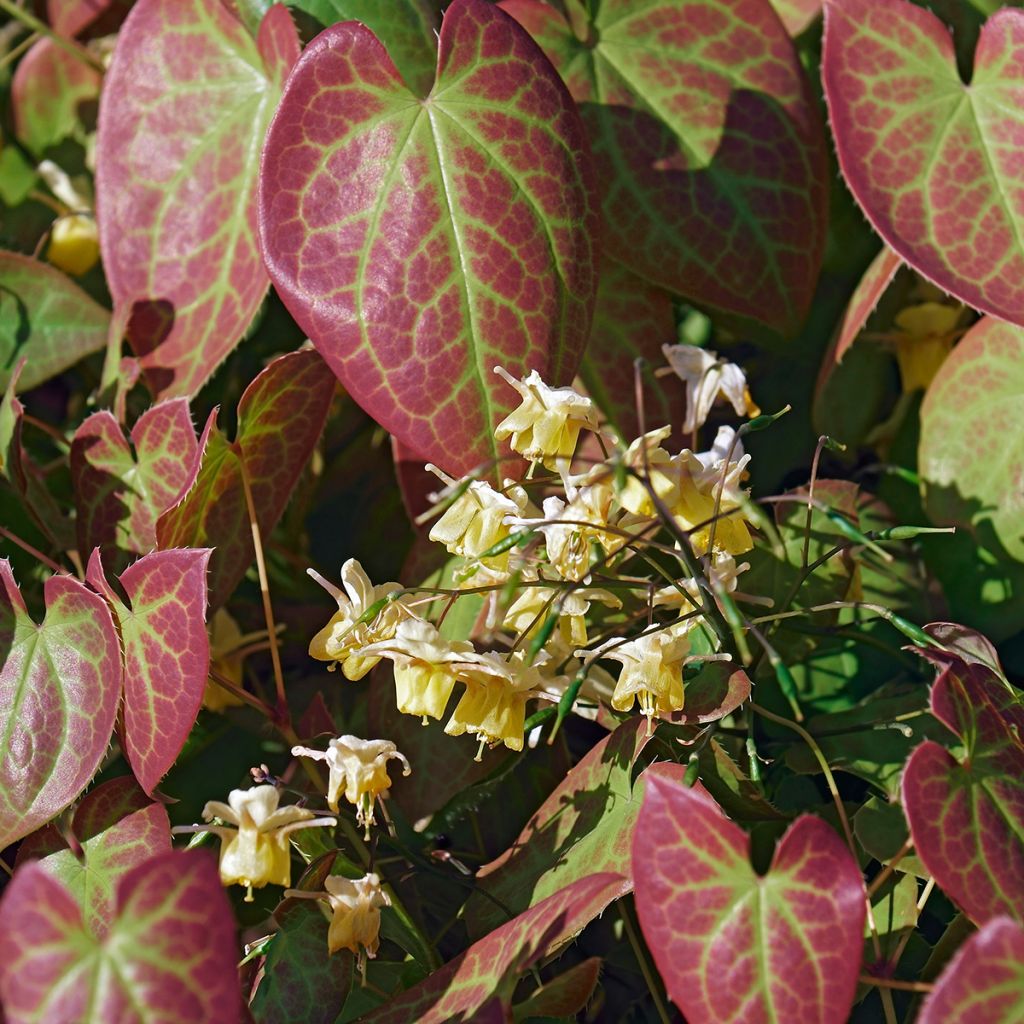 Varjohiippa Sulphureum