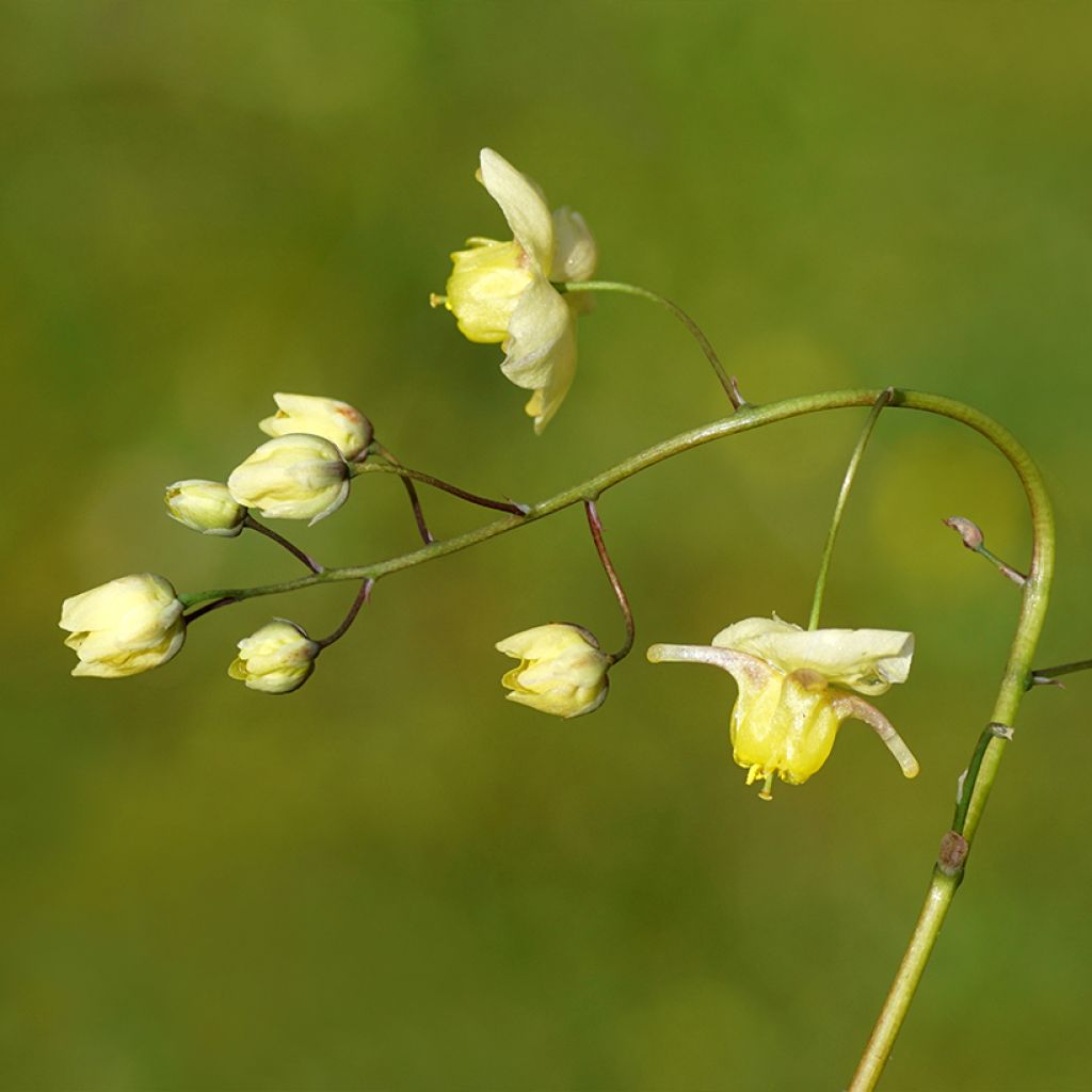 Varjohiippa Sulphureum
