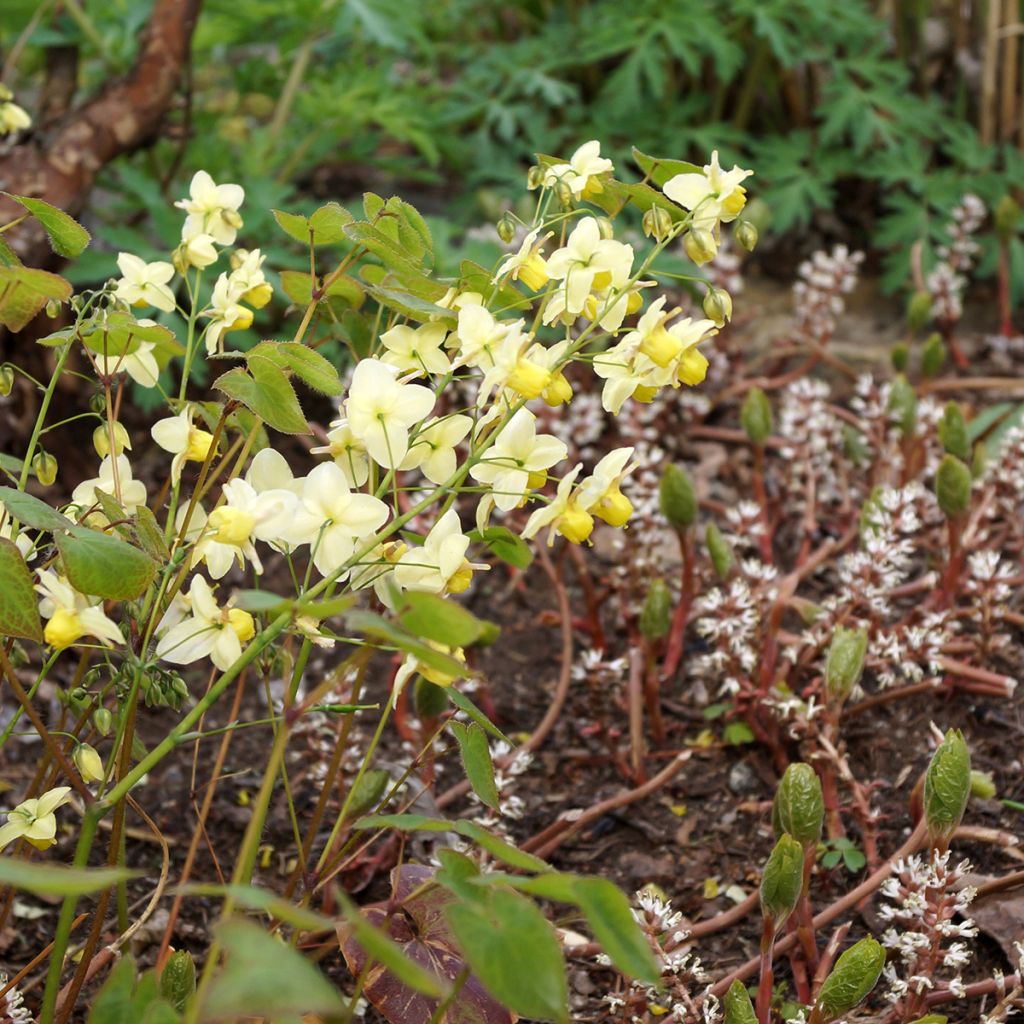 Varjohiippa Sulphureum
