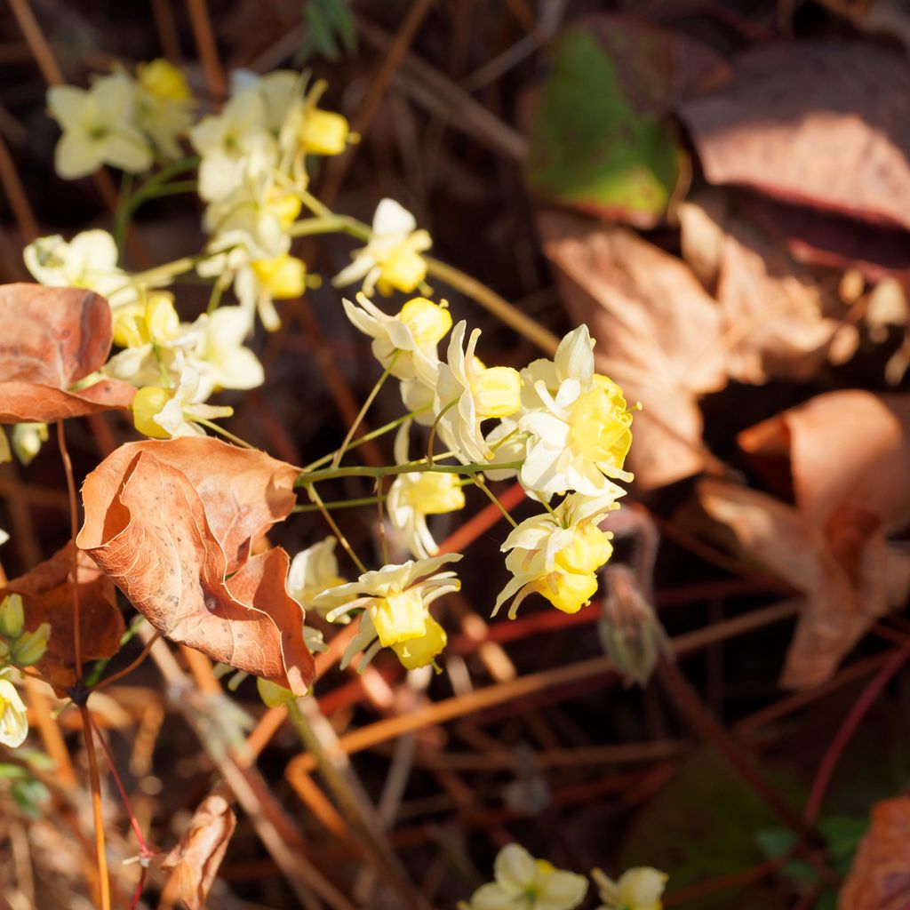 Varjohiippa Sulphureum