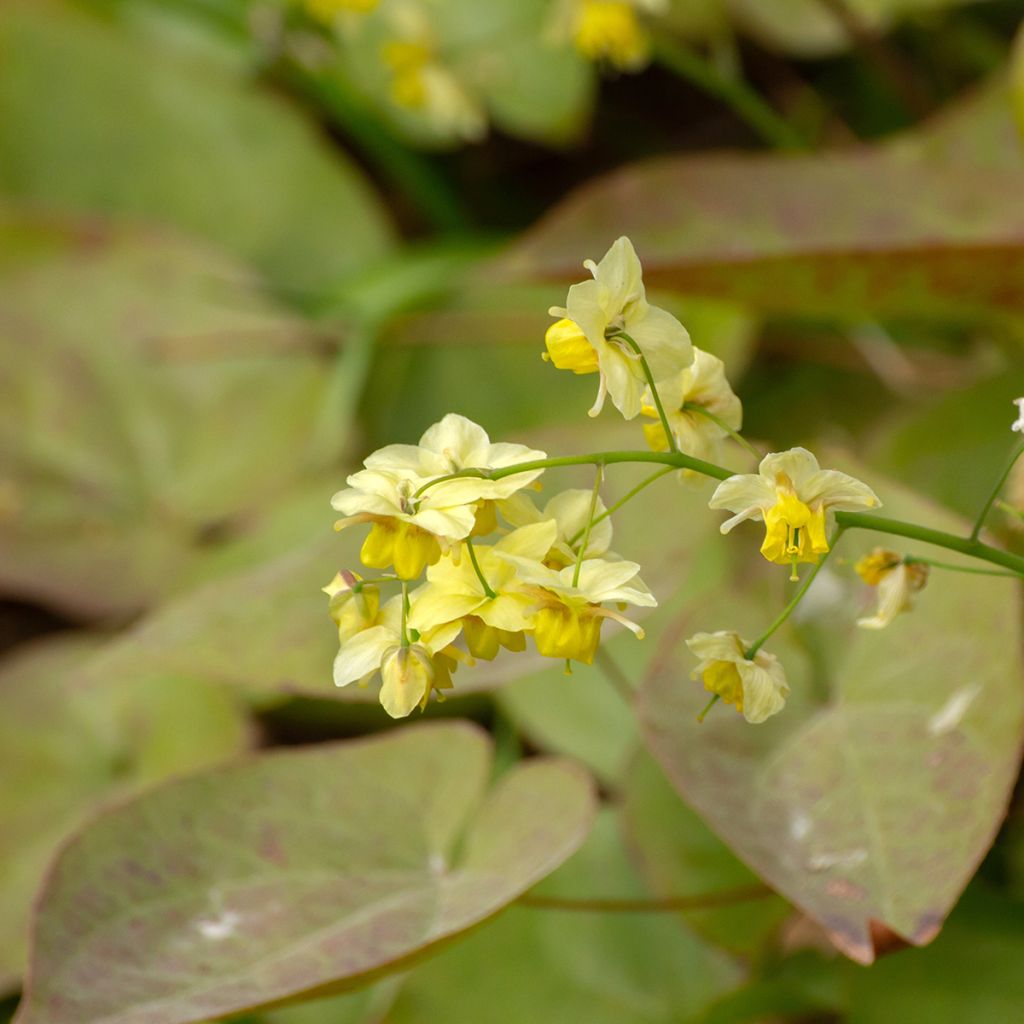 Varjohiippa Sulphureum