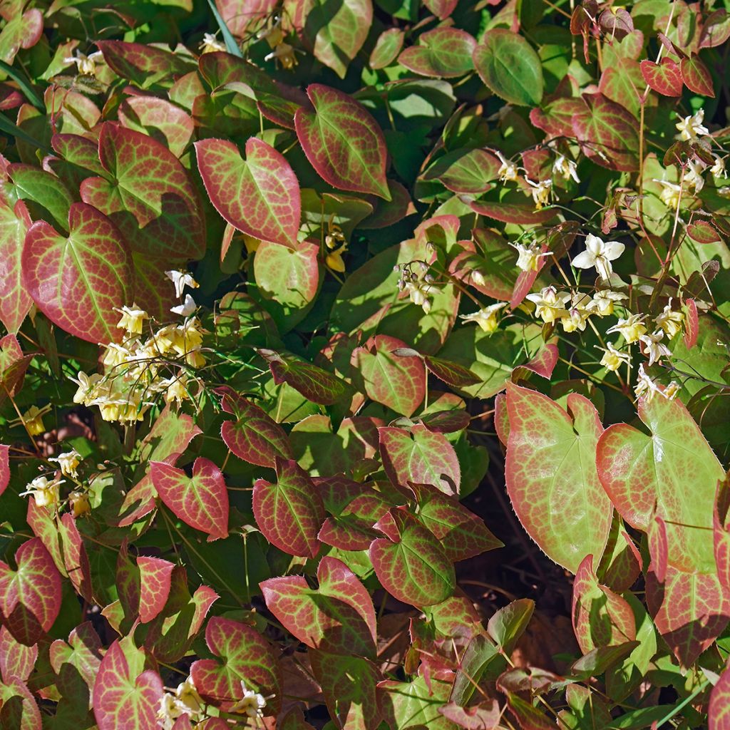 Varjohiippa Sulphureum