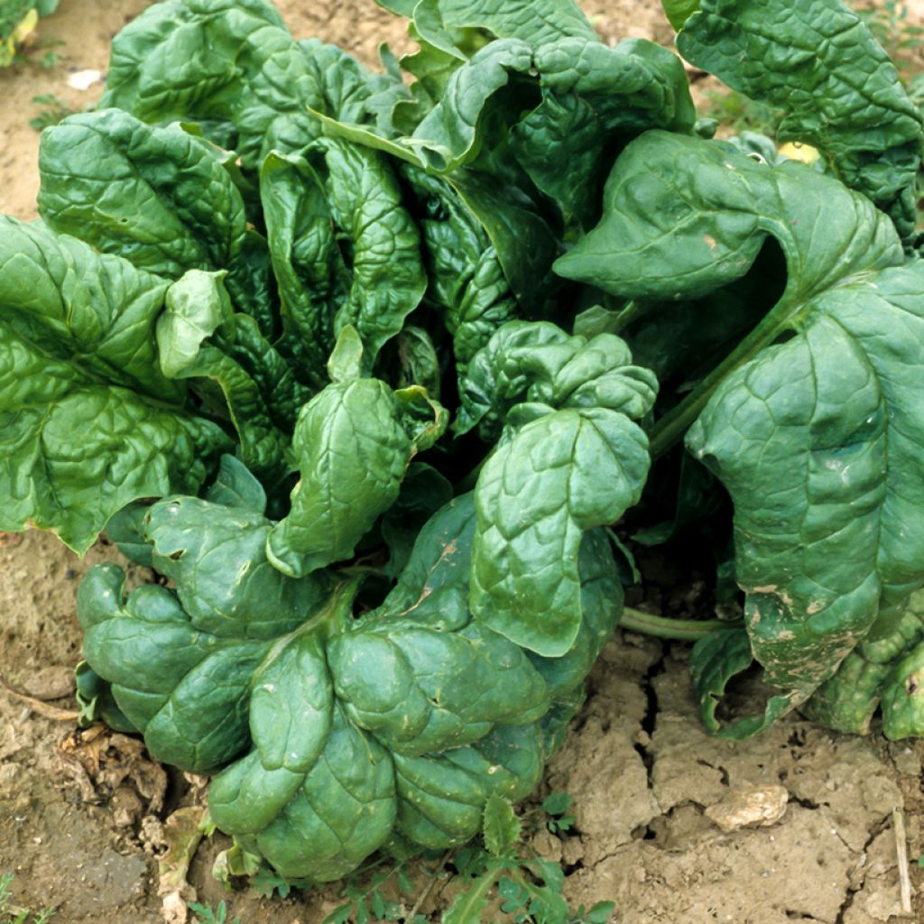 Pinaatti Monstrueux de Viroflay - Vilmorin