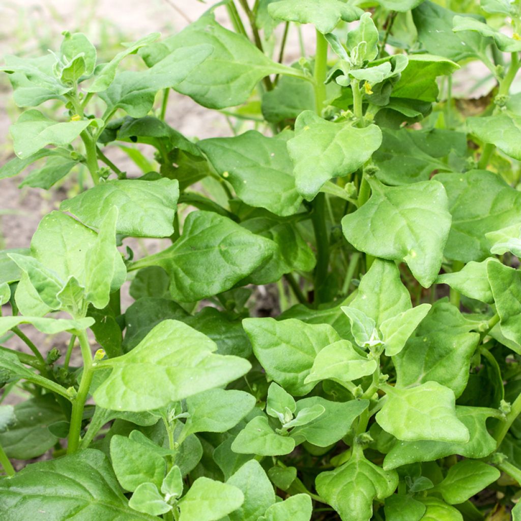 Lamopinaatti - Tetragonia tetragonioides