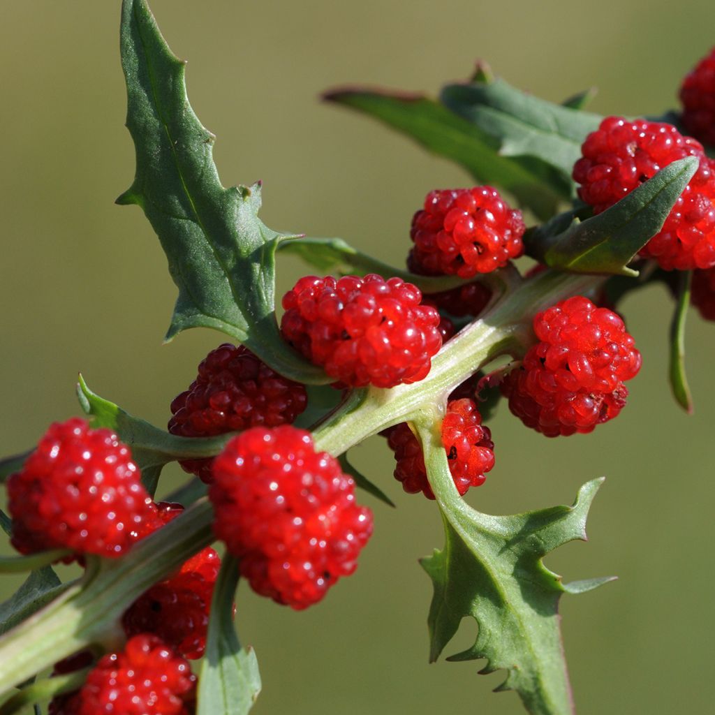 Marjasavikka - Chenopodium foliosum