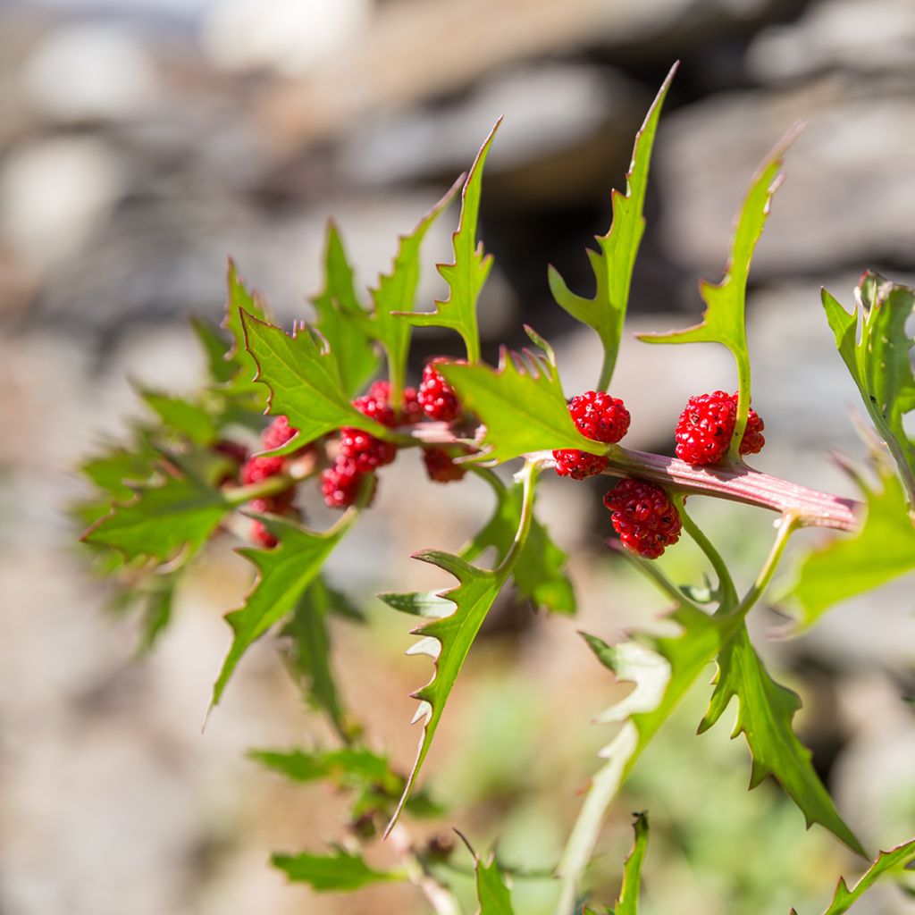 Marjasavikka - Chenopodium foliosum