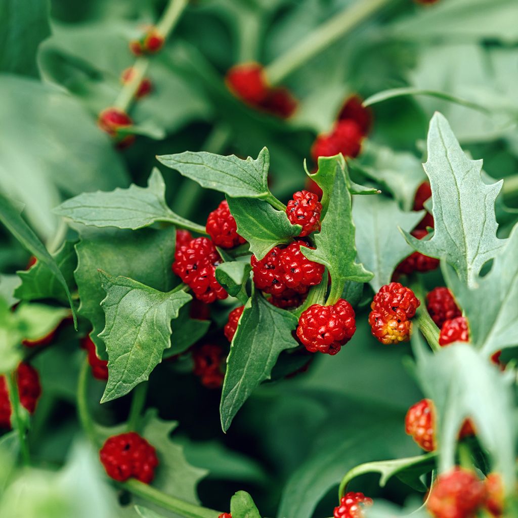 Marjasavikka - Chenopodium foliosum