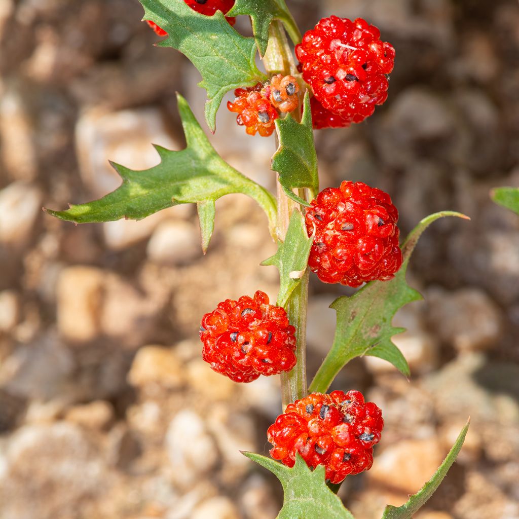 Marjasavikka - Chenopodium foliosum