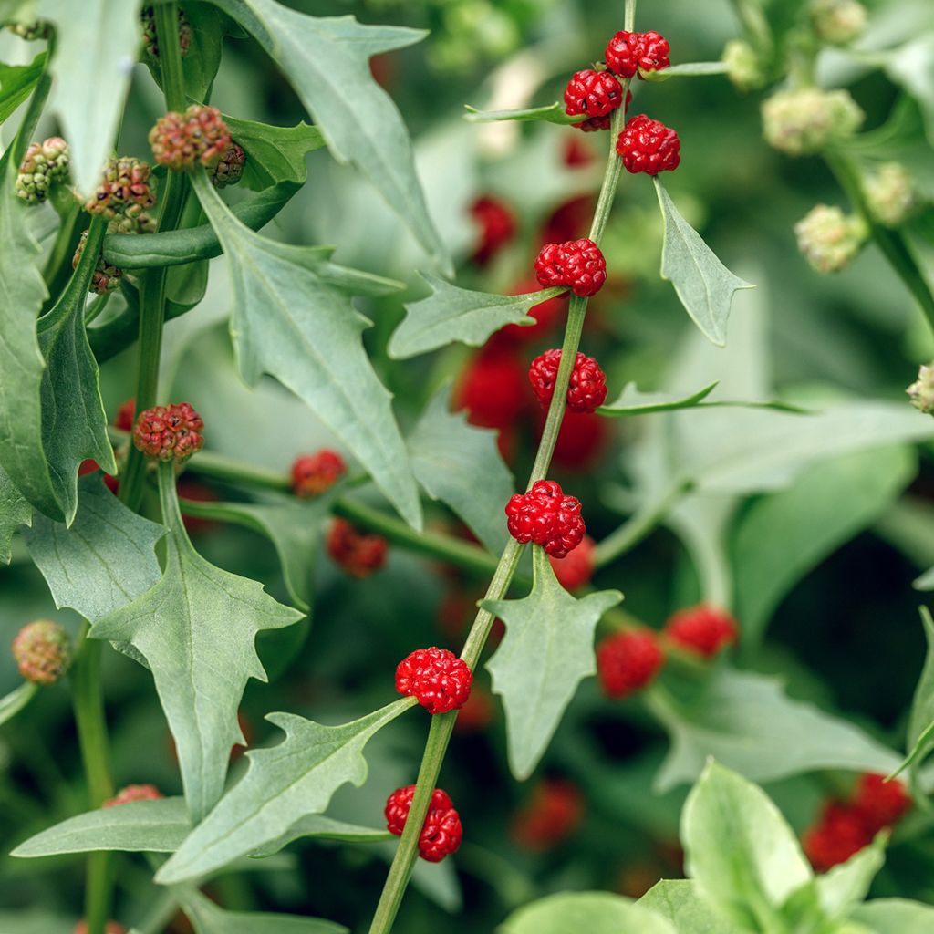 Marjasavikka - Chenopodium foliosum