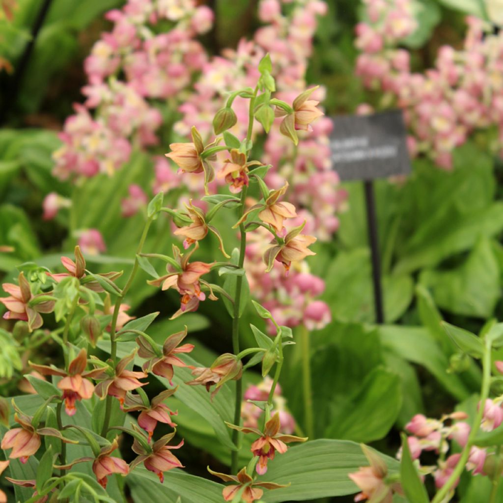 Isoneidonvaippa - Epipactis gigantea