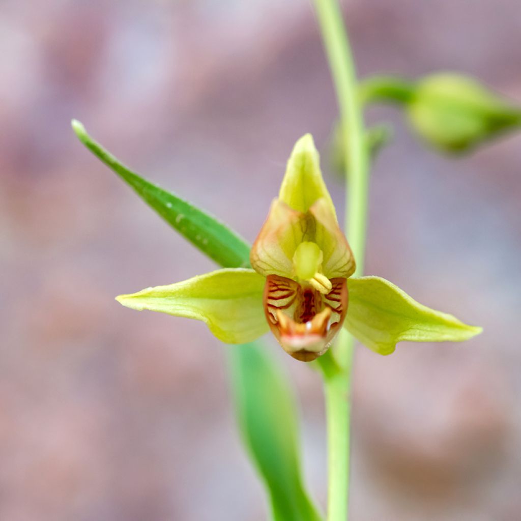 Isoneidonvaippa - Epipactis gigantea