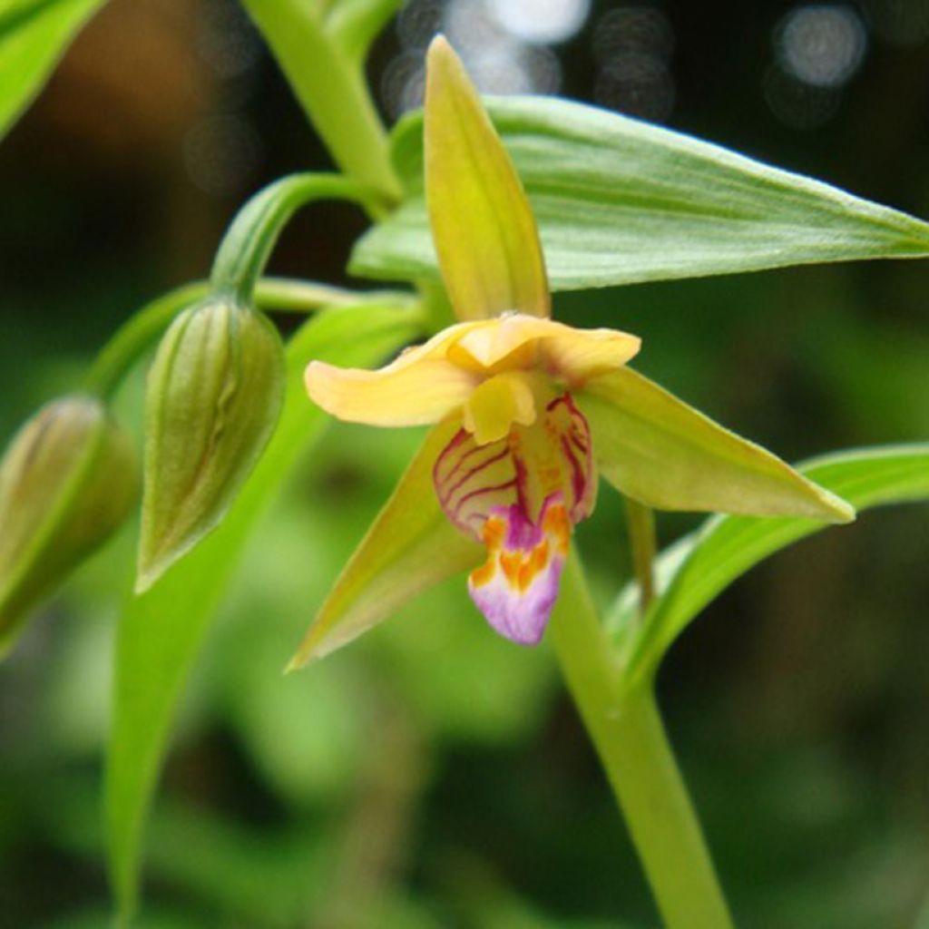 Neidonvaipa Yellow