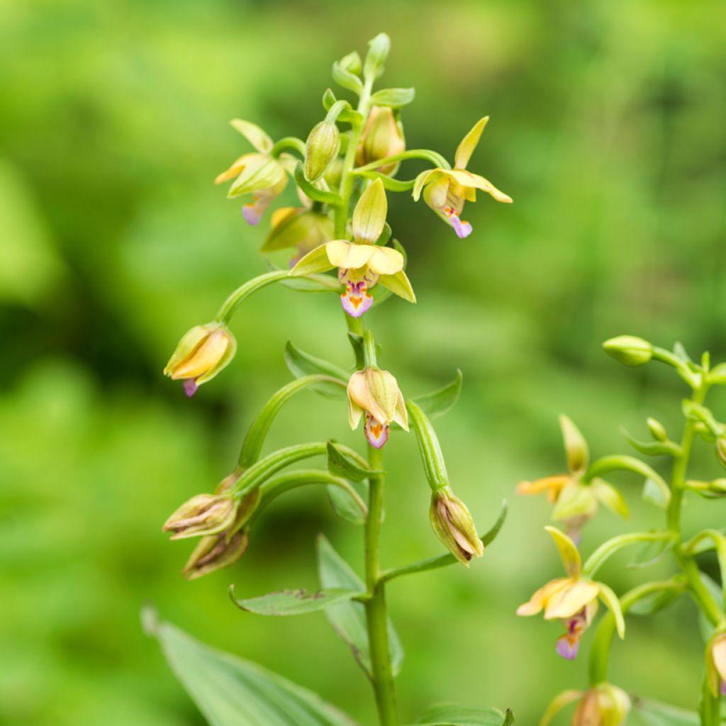 Neidonvaipa Yellow
