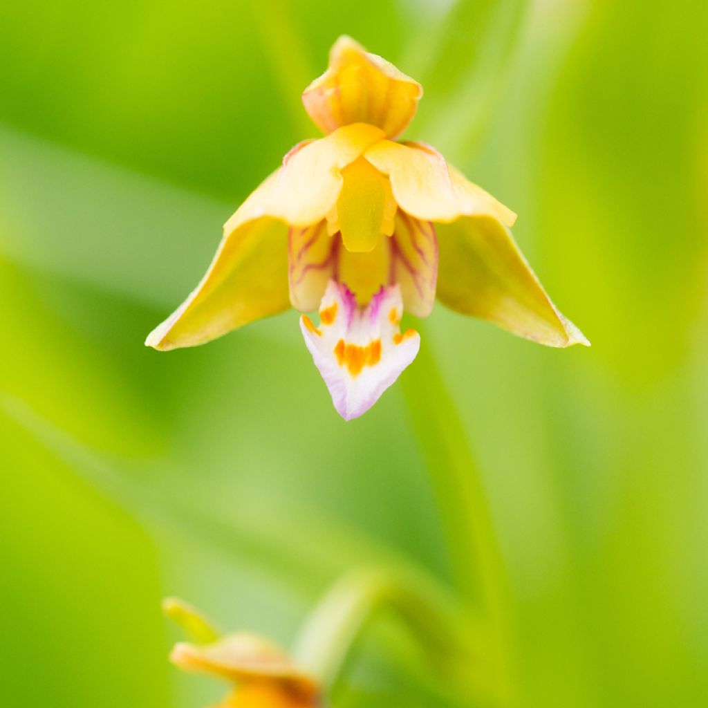 Neidonvaipa Yellow