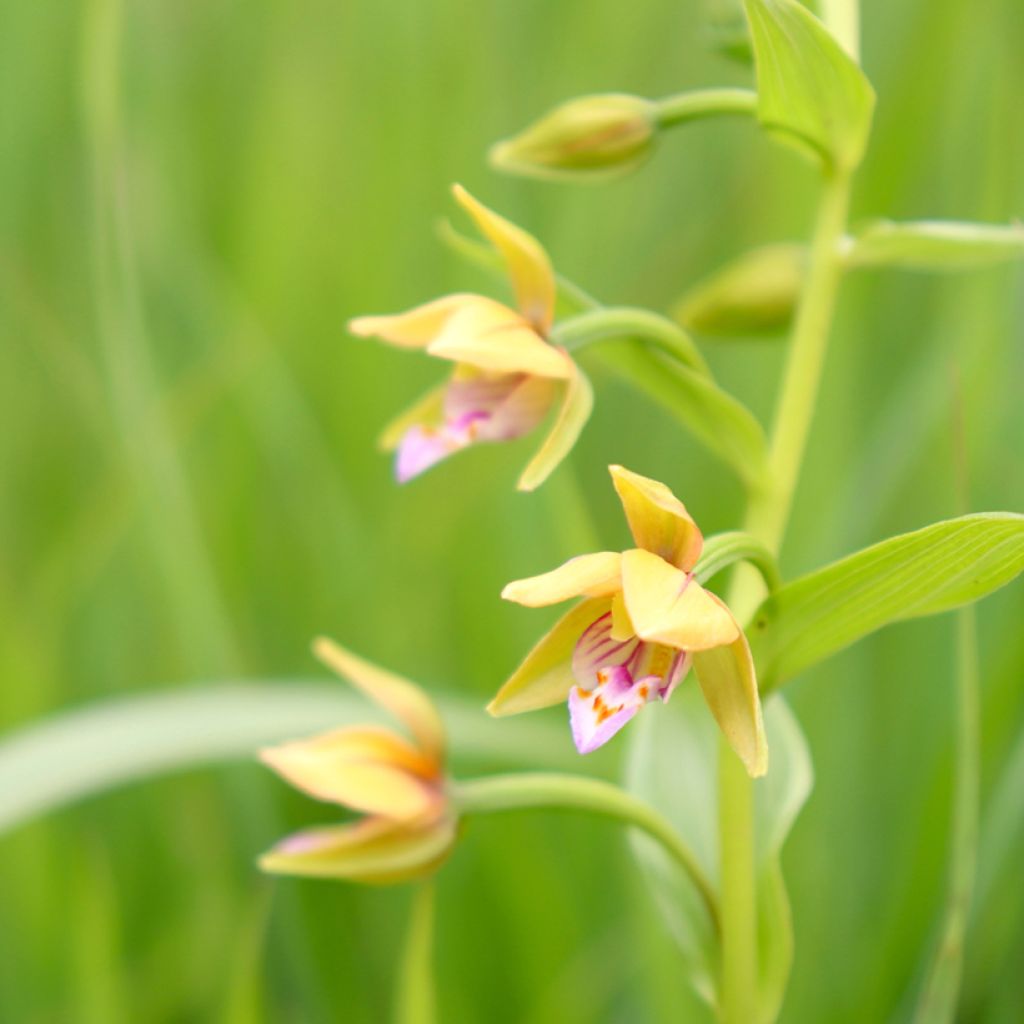 Neidonvaipa Yellow