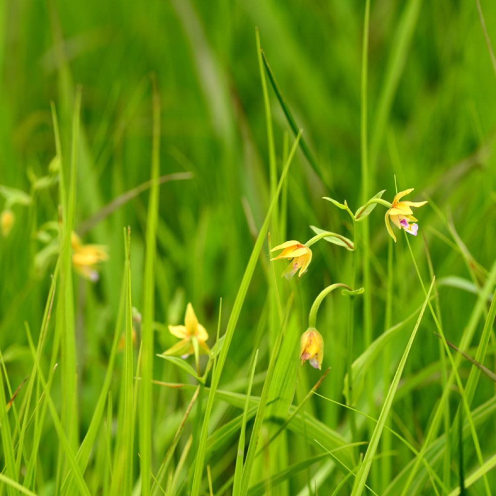 Neidonvaipa Yellow