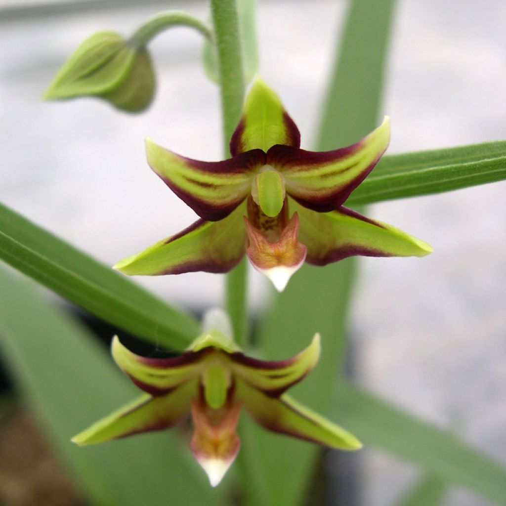 Neidonvaipa - Epipactis veratrifolia