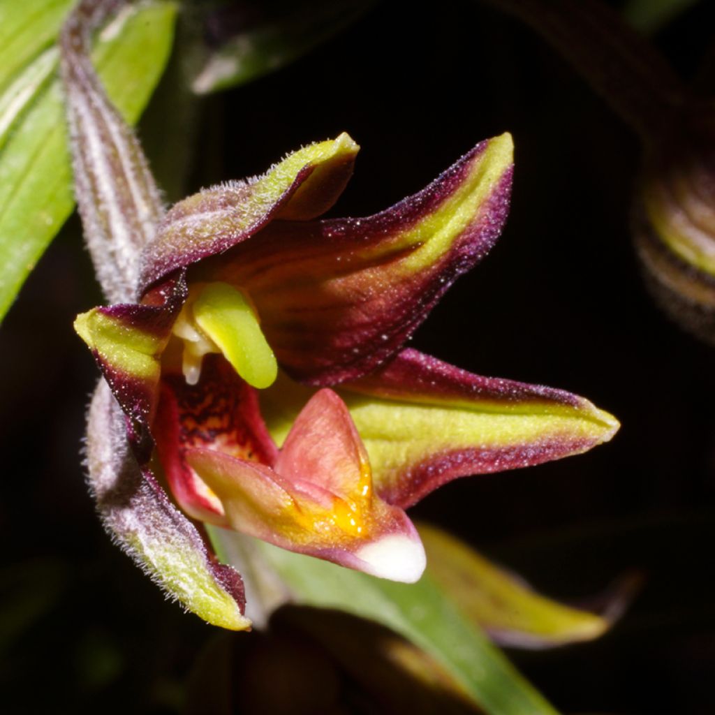 Neidonvaipa - Epipactis veratrifolia