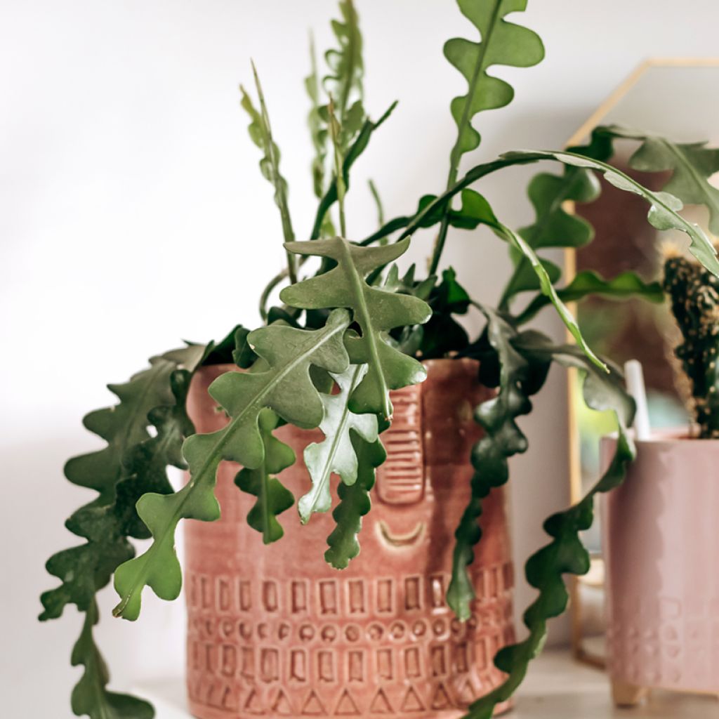 Kalanruotokaktus - Epiphyllum anguliger