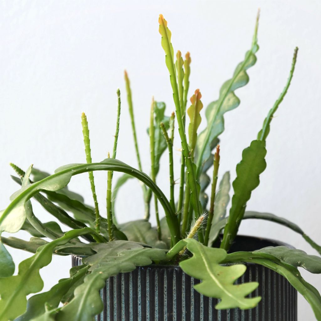 Kalanruotokaktus - Epiphyllum anguliger