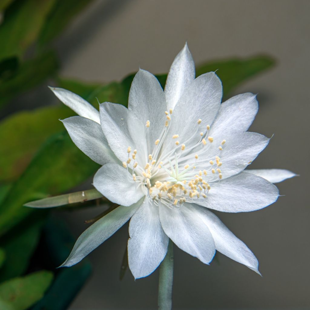 Kalanruotokaktus - Epiphyllum anguliger