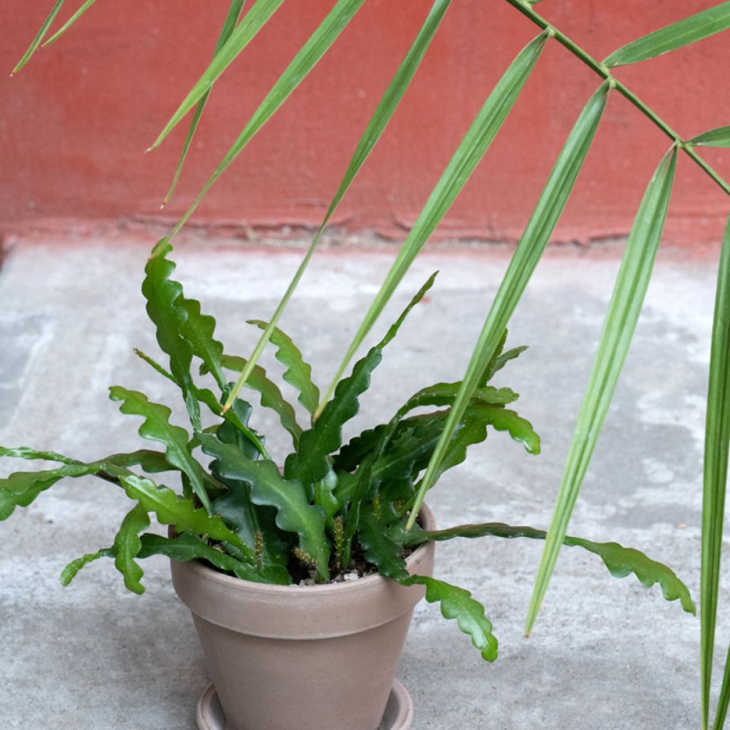 Kalanruotokaktus - Epiphyllum anguliger