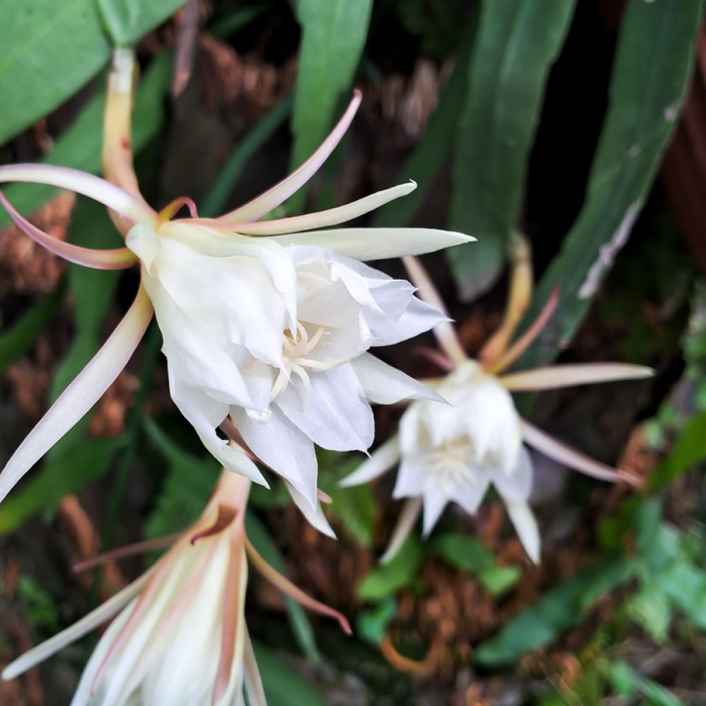 Kalanruotokaktus - Epiphyllum anguliger