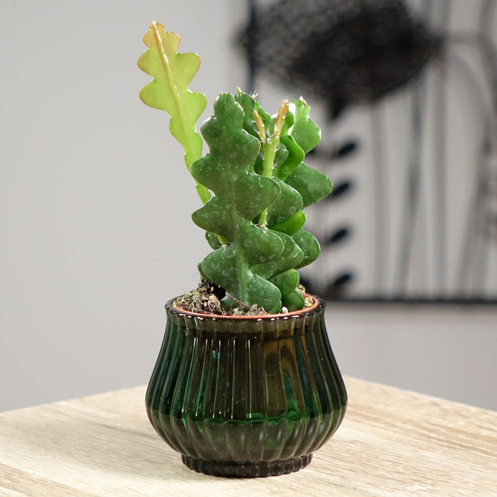 Kalanruotokaktus - Epiphyllum anguliger