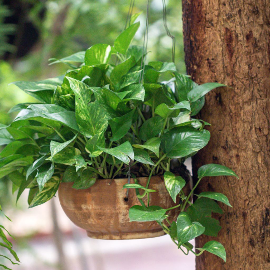 Kultaköynnös - Epipremnum aureum