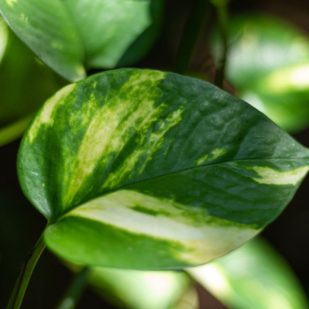 Kultaköynnös - Epipremnum aureum