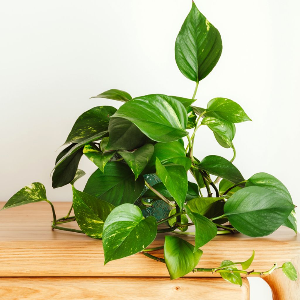 Kultaköynnös - Epipremnum aureum
