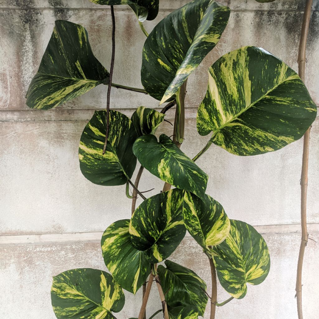 Kultaköynnös - Epipremnum aureum