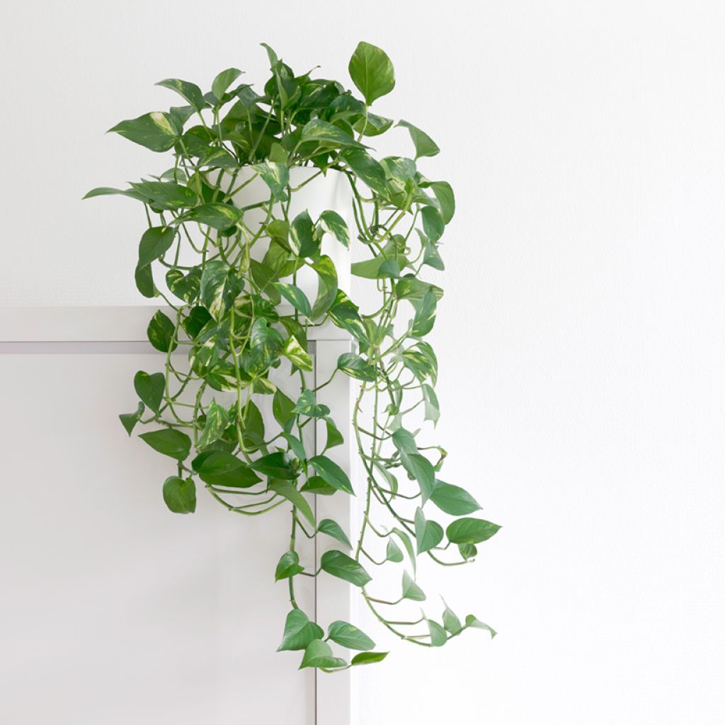 Kultaköynnös - Epipremnum aureum