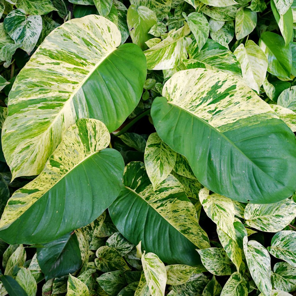 Kultaköynnös Marble Queen
