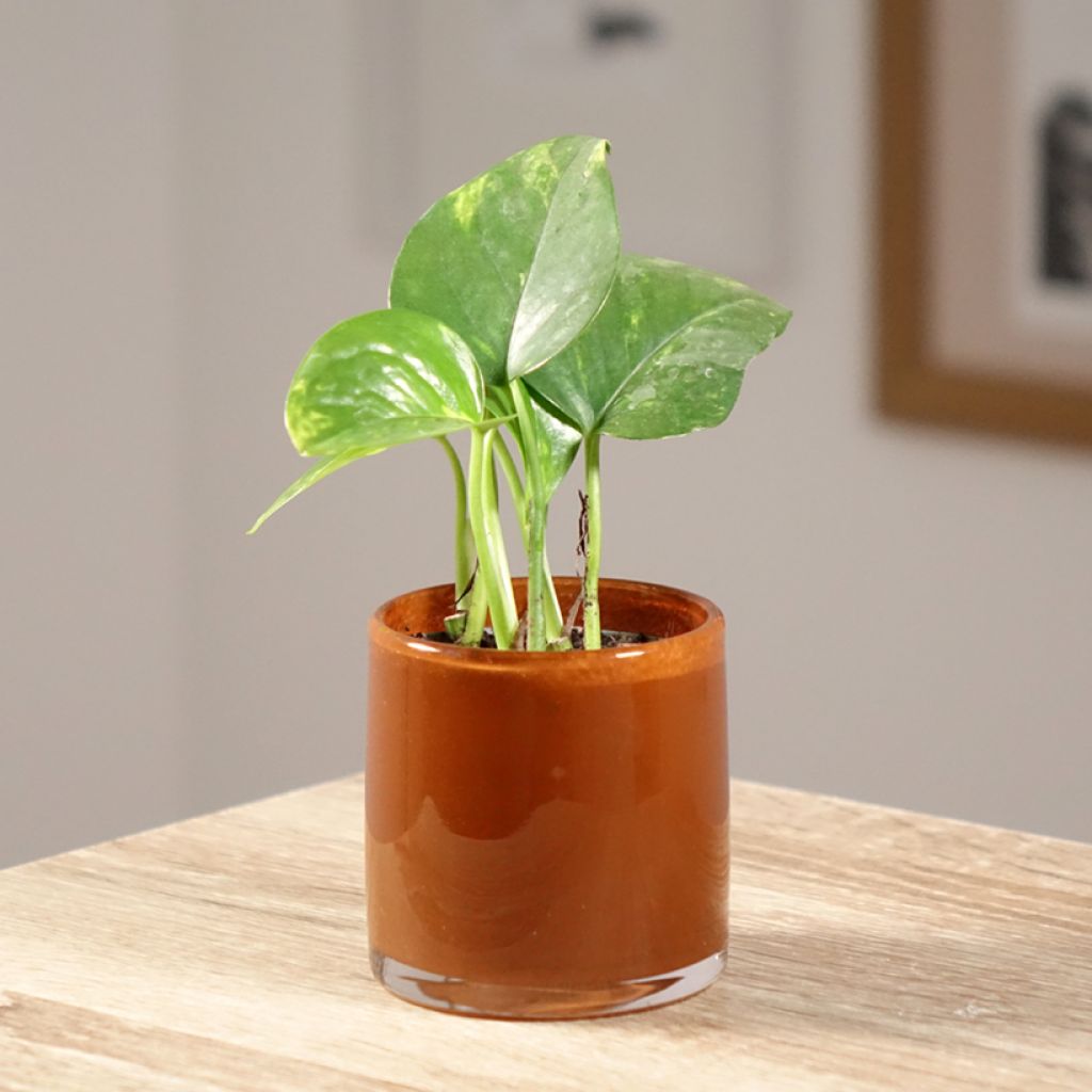 Kultaköynnös - Epipremnum aureum