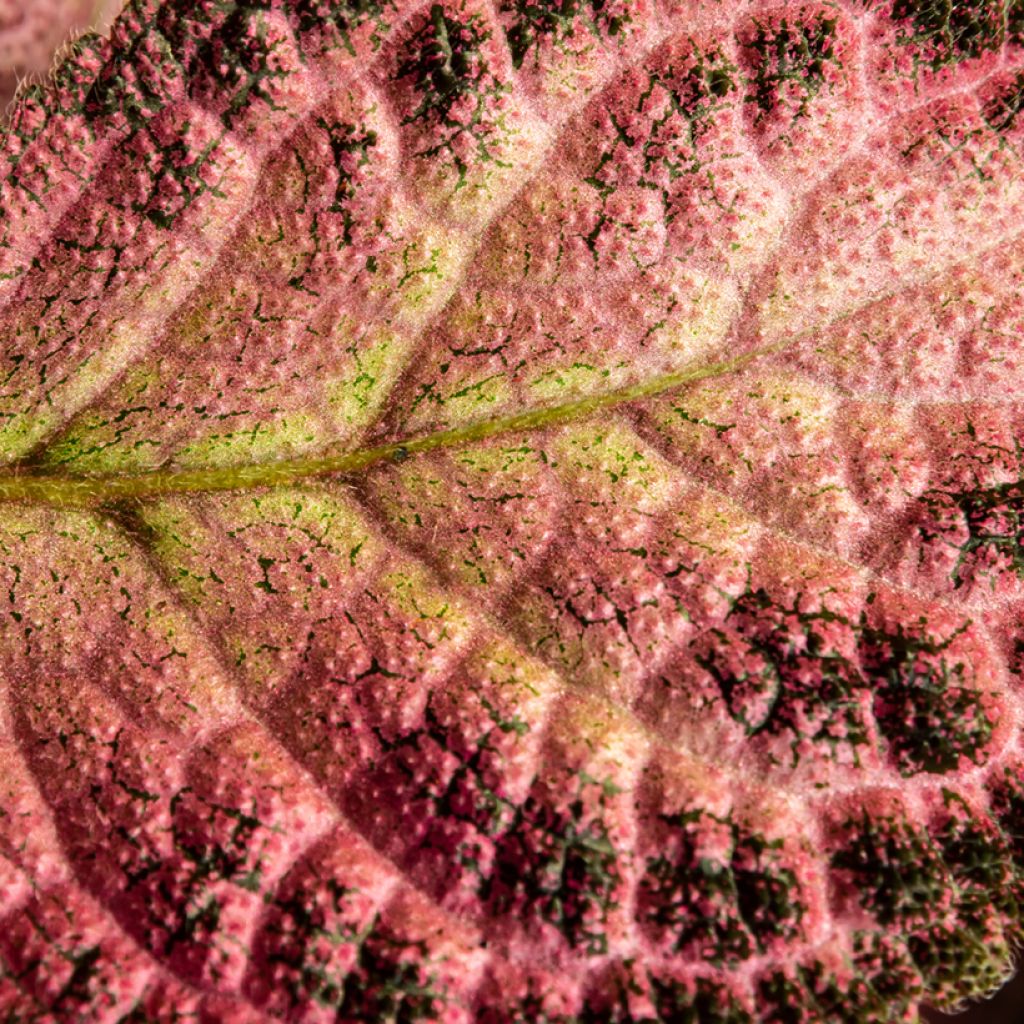 Hohtokuparilehti Pink Acajou