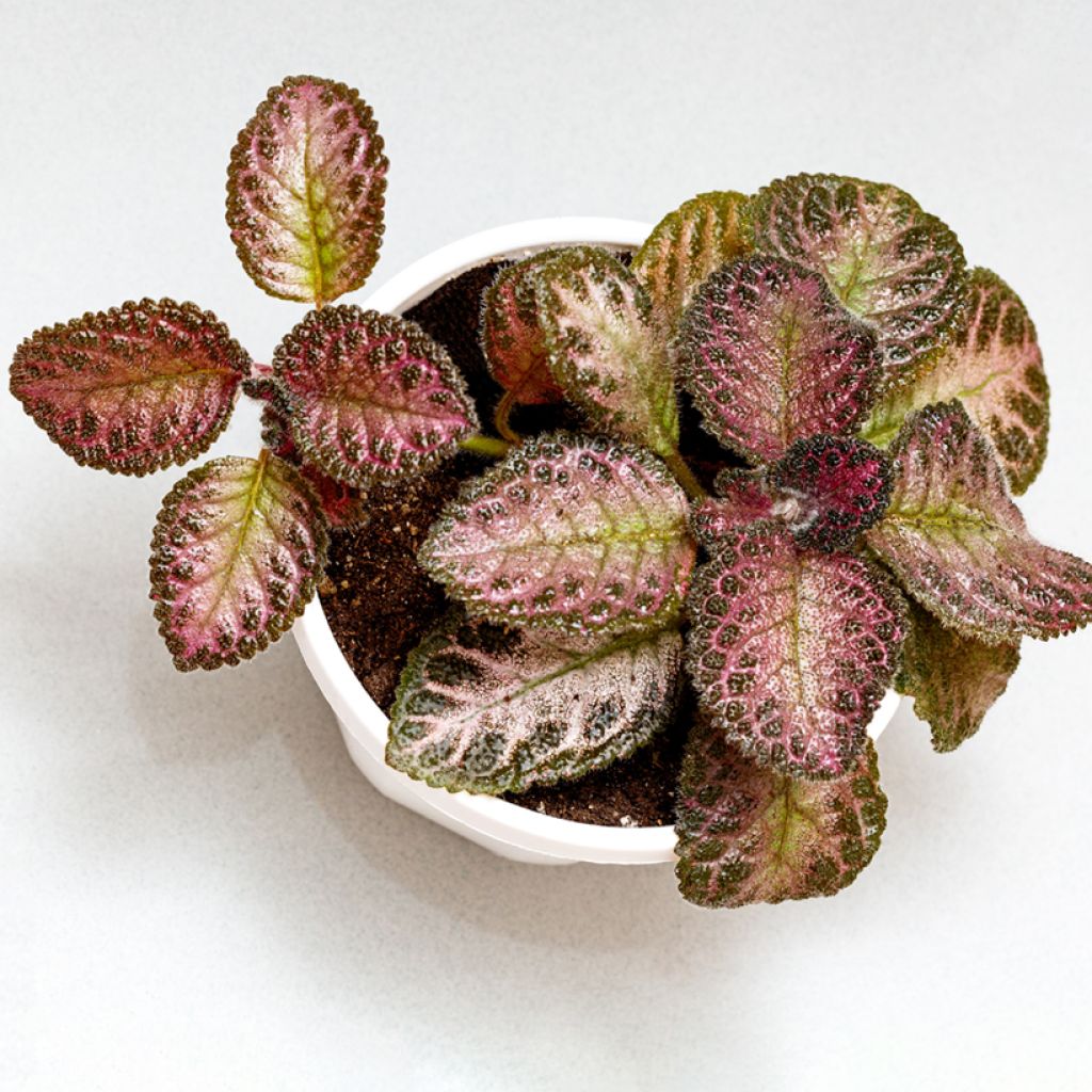 Hohtokuparilehti Pink Acajou