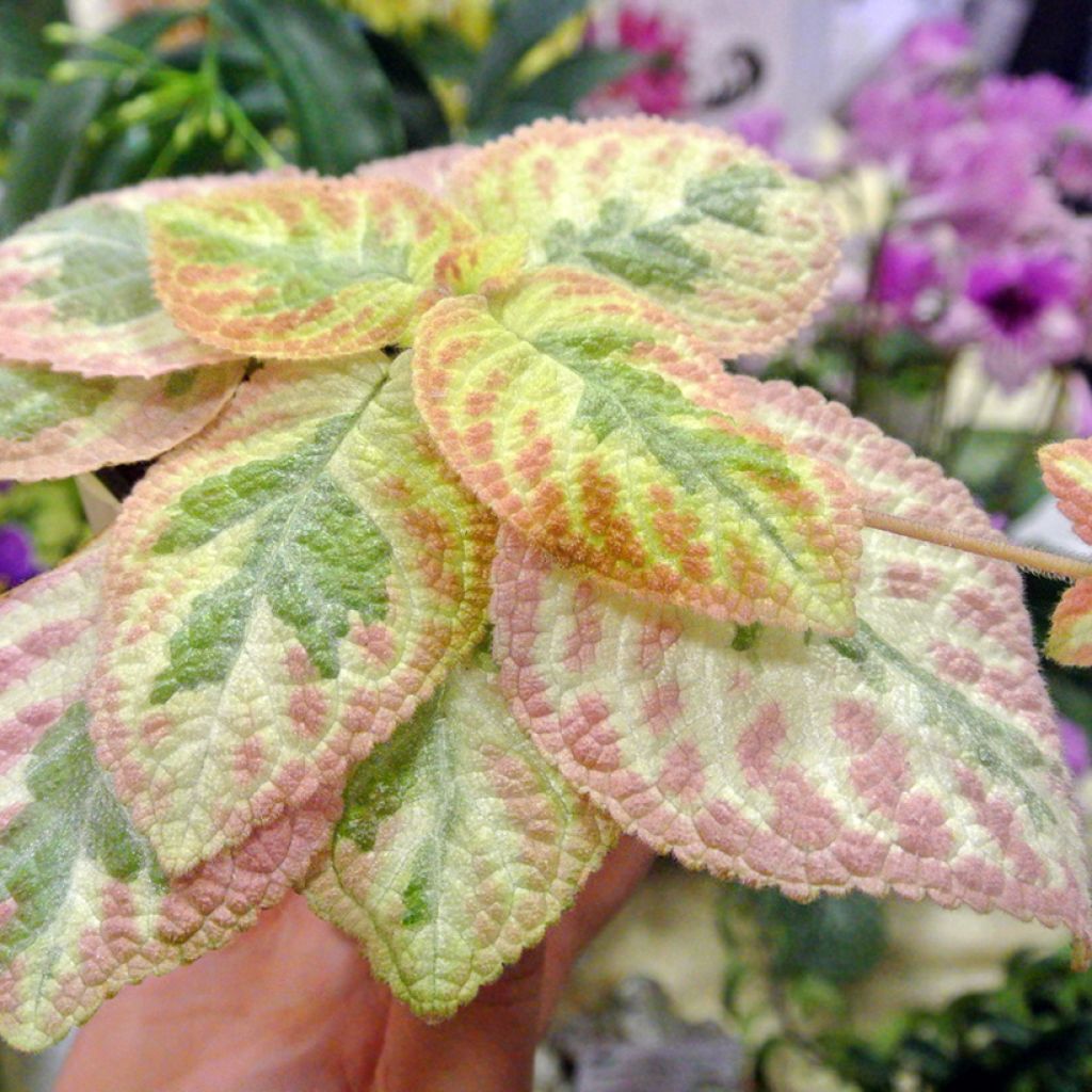 Hohtokuparilehti Pink Brocade