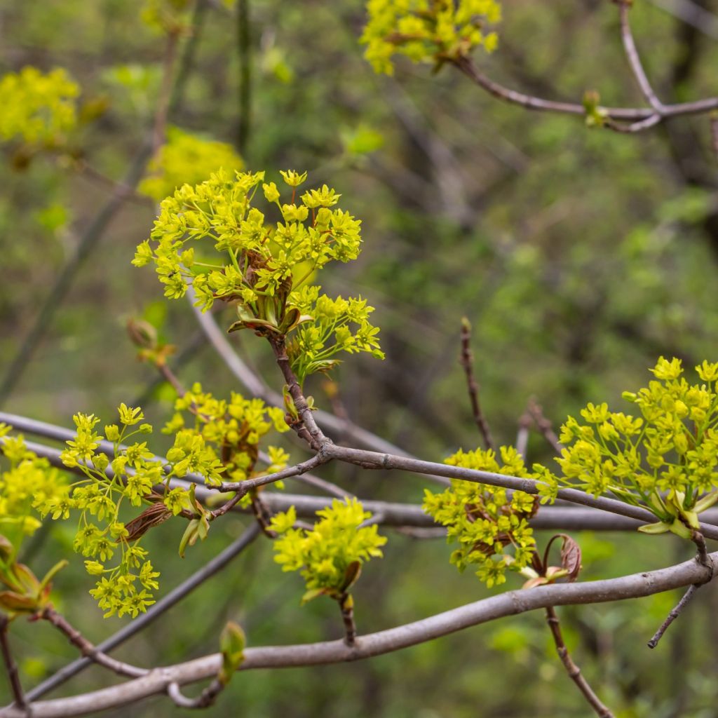 Niverävaahtera - Acer campestre