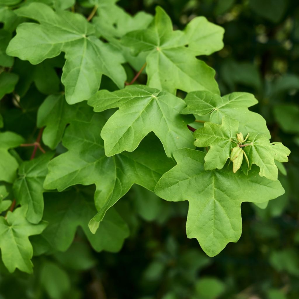Niverävaahtera - Acer campestre
