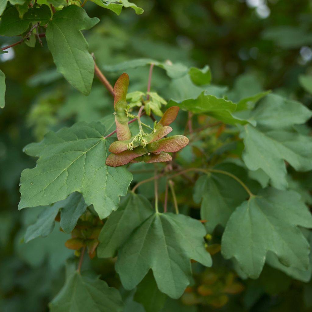 Niverävaahtera - Acer campestre