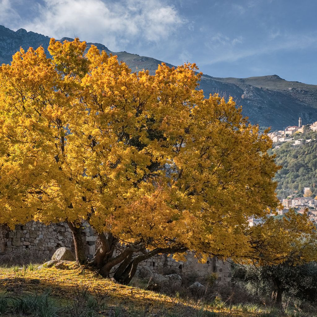 Ranskanvaahtera - Acer monspessulanum
