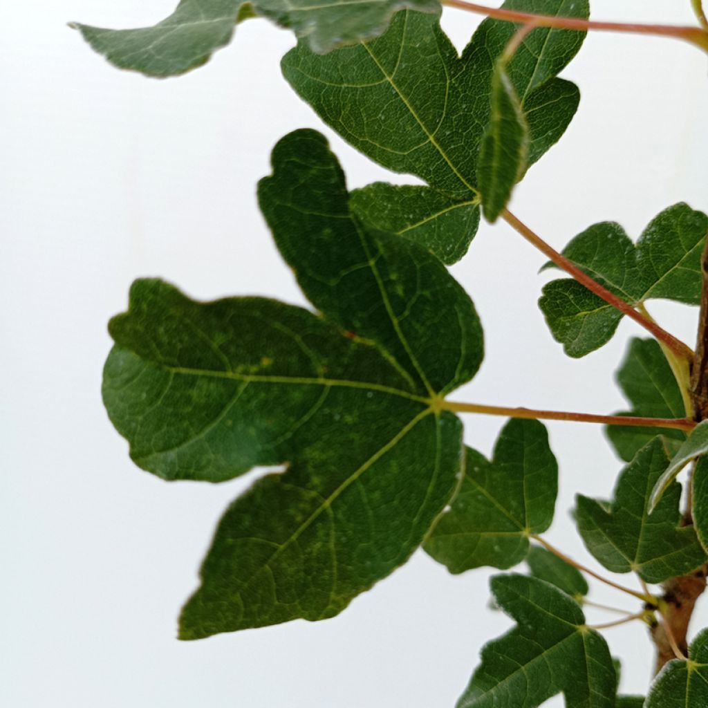 Ranskanvaahtera - Acer monspessulanum