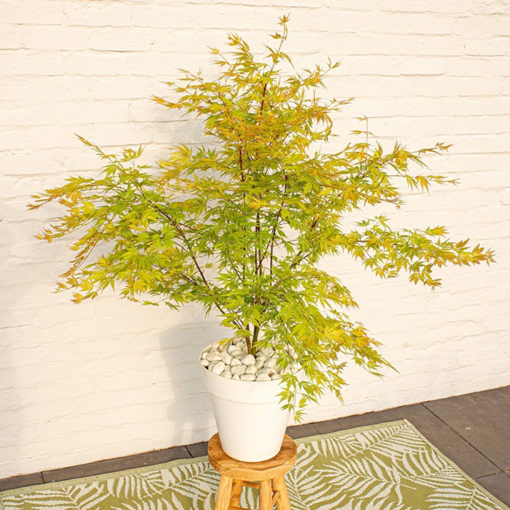 Japaninvaahtera Orange Lace