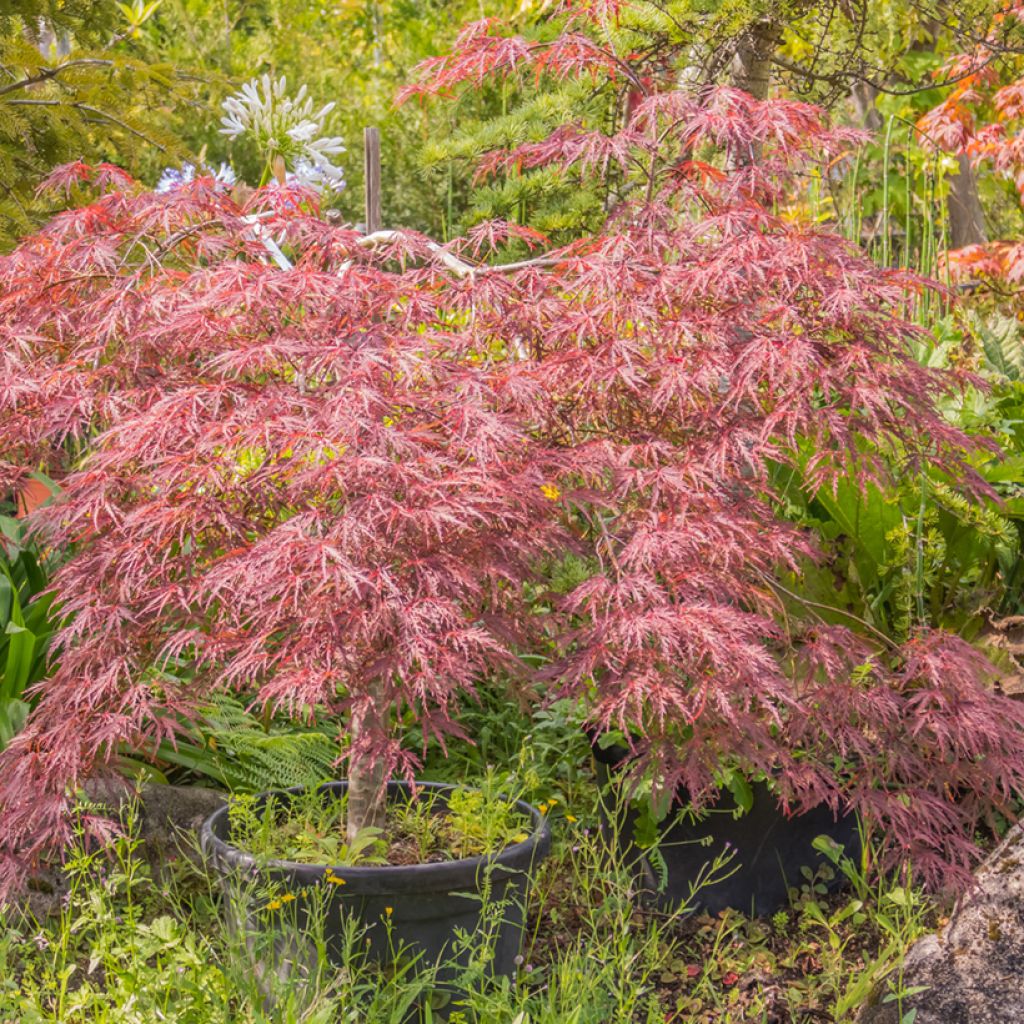 Verijapaninvaahtera Red Pygmy