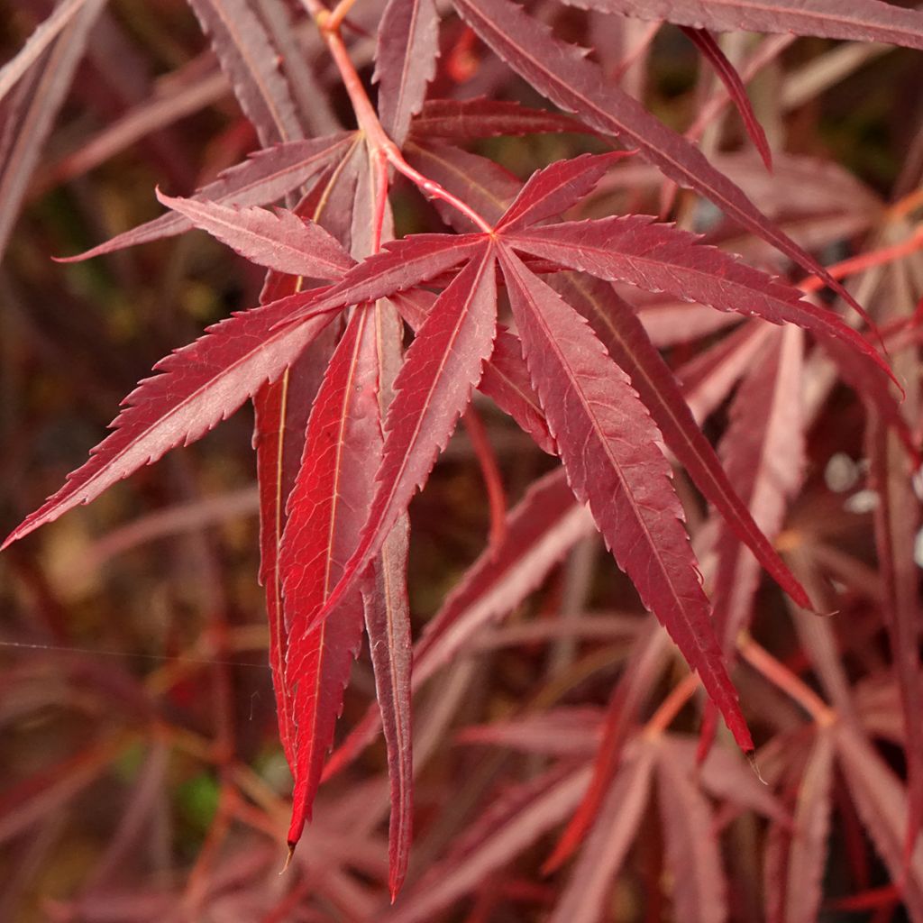 Verijapaninvaahtera Red Pygmy