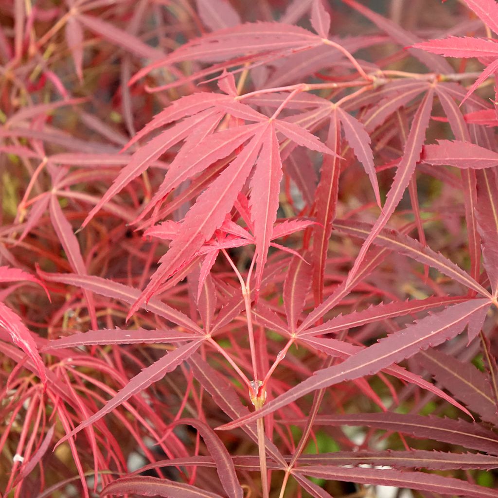 Verijapaninvaahtera Red Pygmy