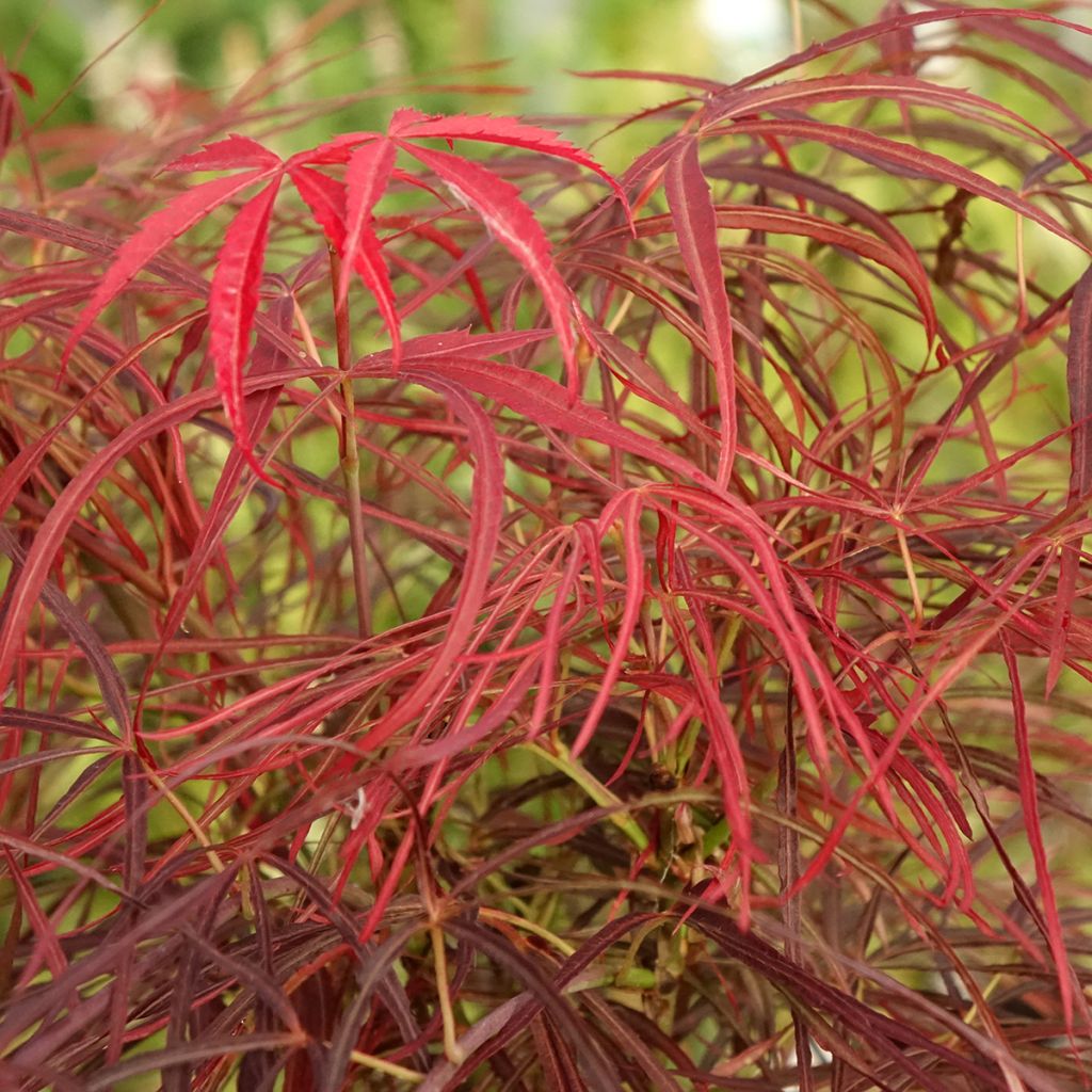 Verijapaninvaahtera Red Pygmy
