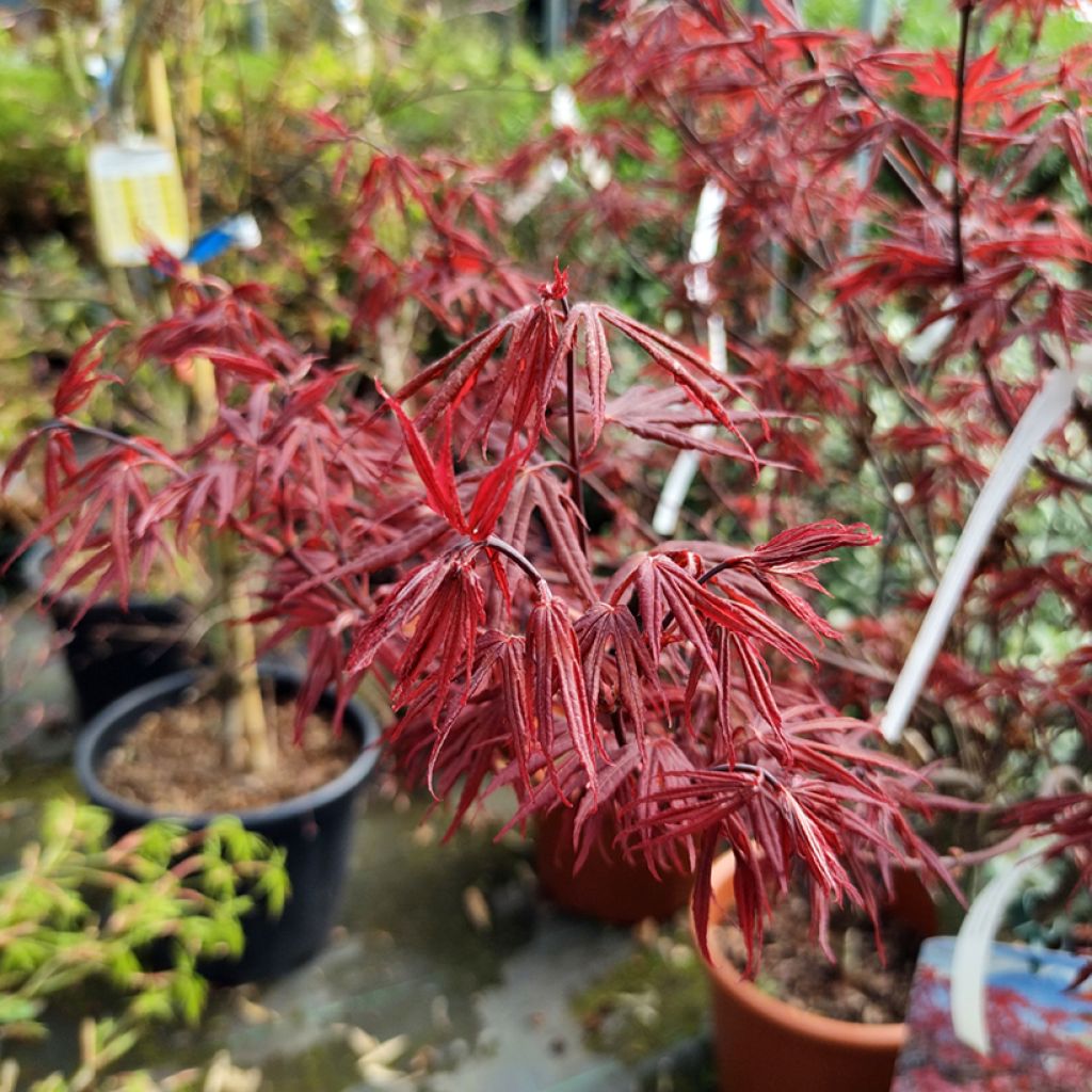 Verijapaninvaahtera Skeeter's Broom