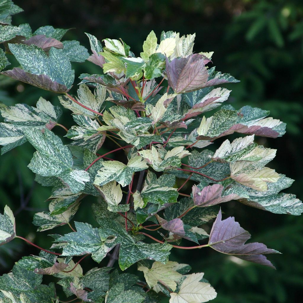 Vuorivaahtera Foliis Atropurpureis Argenteo